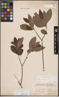 Foto von Salix cinerea L.